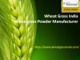 Wheatgrass India | Wheatgrass Powder Manufacturer (1) PowerPoint PPT Presentation