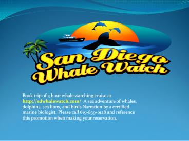 best whale watching in san diego