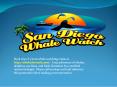 best whale watching in san diego PowerPoint PPT Presentation
