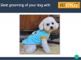 Best Online Store for All Types of Dog Grooming Supplies PowerPoint PPT Presentation