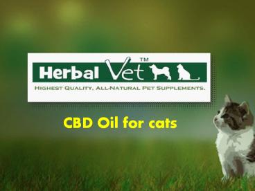 CBD Oil for Cats