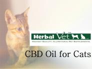 CBD Oil For Cats (1)