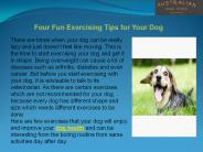 Four Fun Exercising Tips for Your Dog