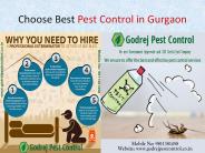 Choose the Best Pest Control in Gurgaon
