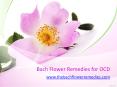 Bach Flower Remedies for OCD - www.thebachflowerremedies.com PowerPoint PPT Presentation