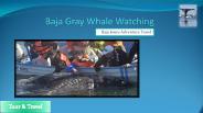 Best Whale Watching Camp in Baja