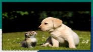 Animal Welfare NGOs In Amritsar