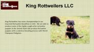 Rottweiler Temperament Devoted