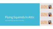 Flying Squirrels In Attic