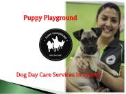 Dog Grooming Zetland