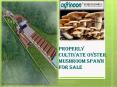 Properly Cultivate Oyster Mushroom Spawn For Sale