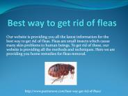 BEST WAY TO GET RID OF FLEAS