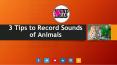 How to Record Sound of Animals? PowerPoint PPT Presentation