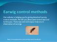 Earwig control methods PowerPoint PPT Presentation