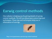 Earwig control methods