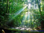 The Way to Rainforest is here  : Cairns- Australia.