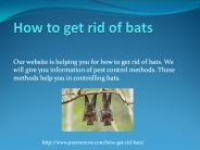 HOW TO GET RID OF BATS