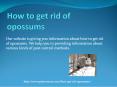 HOW TO GET RID OF OPOSSUMS PowerPoint PPT Presentation