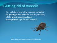 GETTING RID OF WEEVILS