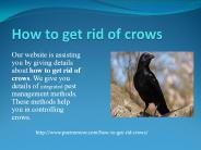 HOW TO GET RID OF CROWS