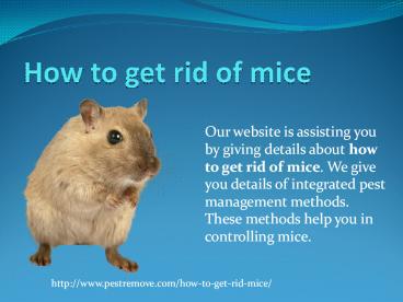 HOW TO GET RID OF MICE