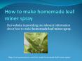 HOW TO MAKE HOMEMADE LEAF MINER SPRAY PowerPoint PPT Presentation