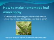 HOW TO MAKE HOMEMADE LEAF MINER SPRAY