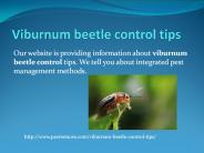 VIBURNUM BEETLE CONTROL TIPS