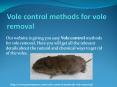 VOLE CONTROL METHODS FOR VOLE REMOVAL PowerPoint PPT Presentation