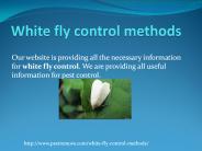 WHITE FLY CONTROL METHODS