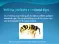 YELLOW JACKETS REMOVAL TIPS PowerPoint PPT Presentation