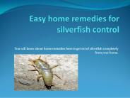 EASY HOME REMEDIES FOR SILVERFISH CONTROL