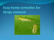 EASY HOME REMEDIES FOR THRIPS REMOVAL
