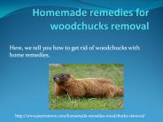 HOMEMADE REMEDIES FOR WOODCHUCKS REMOVAL