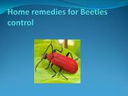HOME REMEDIES FOR BEETLES CONTROL