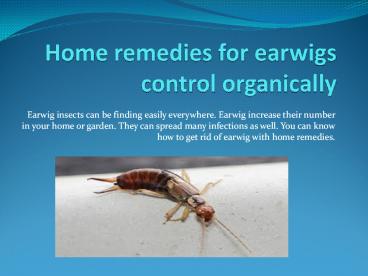HOME REMEDIES FOR EARWIGS CONTROL ORGANICALLY