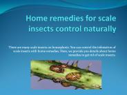 HOME REMEDIES FOR SCALE INSECTS CONTROL NATURALLY