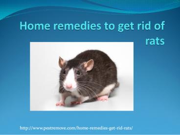 HOME REMEDIES TO GET RID OF RATS