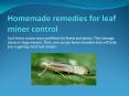 HOMEMADE REMEDIES FOR LEAF MINER CONTROL PowerPoint PPT Presentation