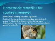 HOMEMADE REMEDIES FOR SQUIRRELS REMOVAL