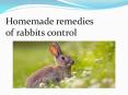 HOMEMADE REMEDIES OF RABBITS CONTROL PowerPoint PPT Presentation