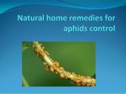 NATURAL HOME REMEDIES FOR APHIDS CONTROL