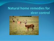 NATURAL HOME REMEDIES FOR CARPENTER ANTS CONTROL (1)