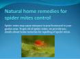 NATURAL HOME REMEDIES FOR SPIDER MITES CONTROL PowerPoint PPT Presentation