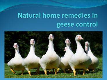 NATURAL HOME REMEDIES IN GEESE CONTROL