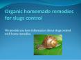 ORGANIC HOMEMADE REMEDIES FOR SLUGS CONTROL PowerPoint PPT Presentation
