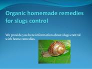 ORGANIC HOMEMADE REMEDIES FOR SLUGS CONTROL