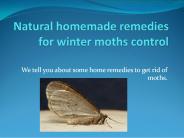 NATURAL HOMEMADE REMEDIES FOR WINTER MOTHS CONTROL