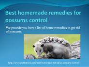 BEST HOMEMADE REMEDIES FOR POSSUMS CONTROL