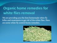 ORGANIC HOME REMEDIES FOR WHITE FLIES REMOVAL